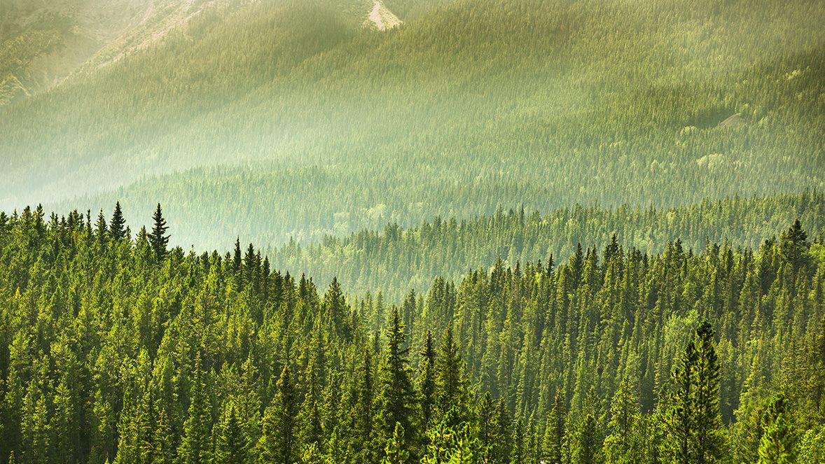 image of green forest image of green forest