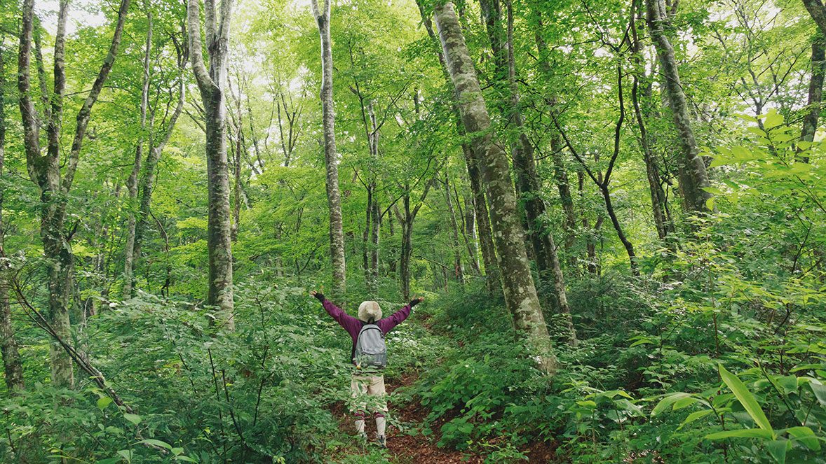 Hiker in the middle of forest Hiker in the middle of forest